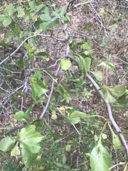 Crataegus alabamensis