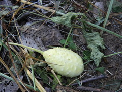Cucumis anguria
