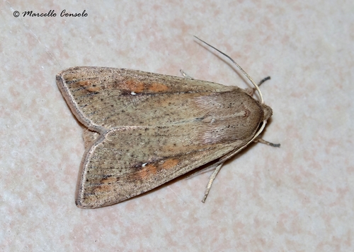 Black Cutworm Moth