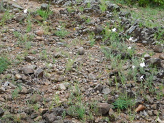 Mandevilla hypoleuca