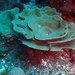 Cymbastela lamellata - Photo (c) ricjo007, μερικά δικαιώματα διατηρούνται (CC BY-NC), uploaded by ricjo007