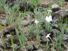 Mandevilla hypoleuca