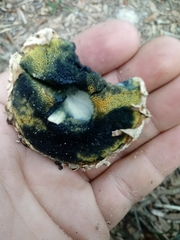 Boletellus ananas image