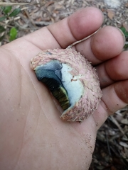 Boletellus ananas image