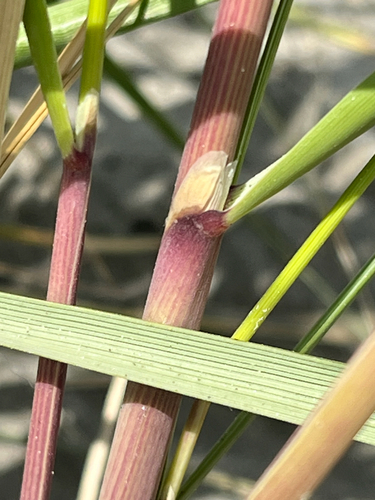 European Beachgrass (Calamagrostis arenaria)