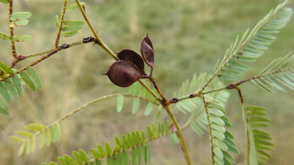 Neptunia monosperma