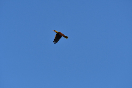 Olive Oropendola (Psarocolius bifasciatus), photo 8