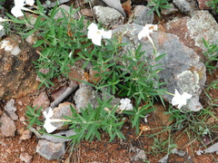 Mandevilla hypoleuca
