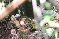 Coluber constrictor paludicola