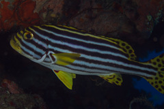 Plectorhinchus vittatus