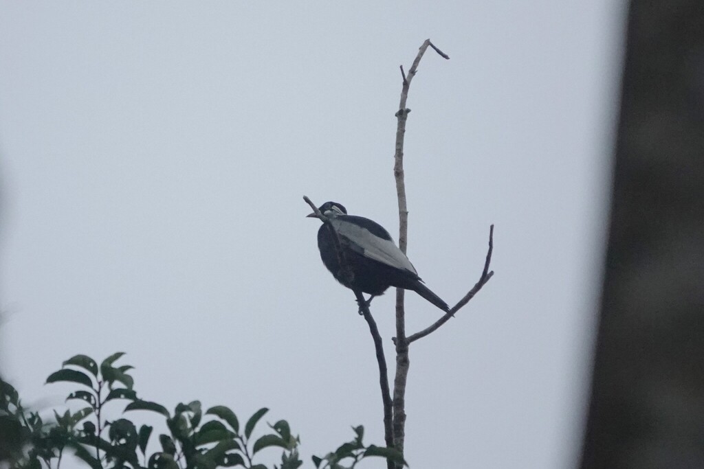 Bare-necked Fruitcrow