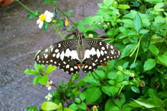Papilio demoleus