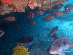 Paratrachichthys trailli