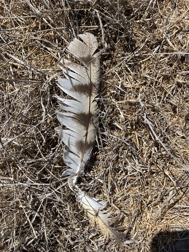View observation of {o.common_name} on iNaturalist