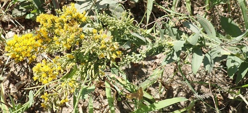 Ground Goldenrod