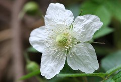 Rubus hirsutus
