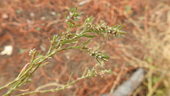 Polygonum plebeium