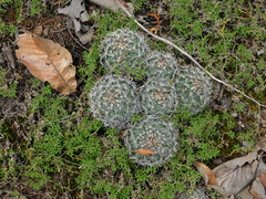 Coryphantha clavata clavata