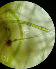 Rhizoclonium