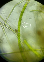 Rhizoclonium