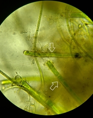 Rhizoclonium
