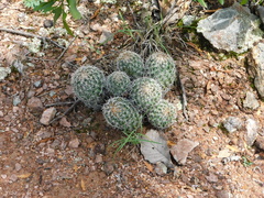Coryphantha clavata clavata