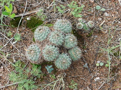 Coryphantha clavata clavata