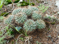 Coryphantha clavata clavata