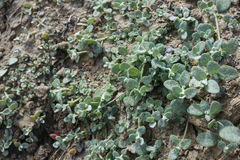 Atriplex buchananii