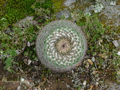 Mammillaria gigantea