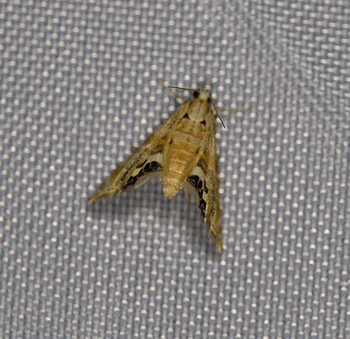 Two-banded Petrophila photo 6