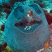 Grey Massive Sponge - Photo (c) ricjo007, some rights reserved (CC BY-NC), uploaded by ricjo007