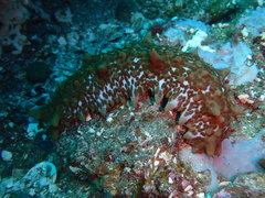 Australostichopus mollis