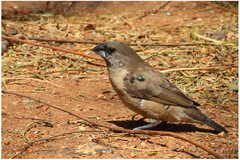 Spermestes cucullata