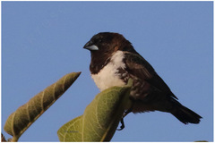 Spermestes cucullata