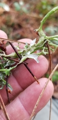 Cladonia turgida