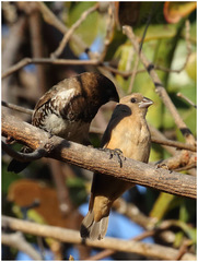 Spermestes cucullata