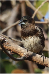 Spermestes cucullata