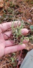 Cladonia turgida