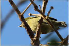 Pogoniulus leucomystax