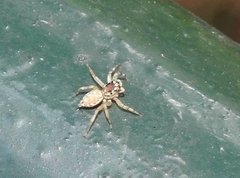 Phintelloides versicolor