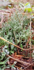 Cladonia turgida