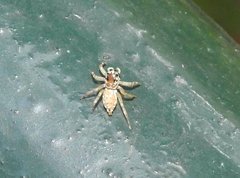 Phintelloides versicolor