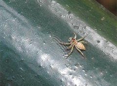 Phintelloides versicolor