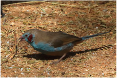 Uraeginthus bengalus