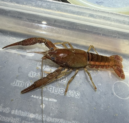 White River Crayfish