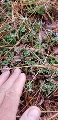 Cladonia turgida