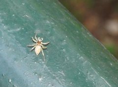 Phintelloides versicolor