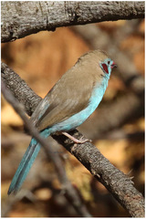 Uraeginthus bengalus