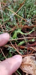 Cladonia turgida